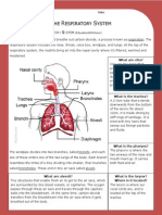 Respiratory System - Answer Key