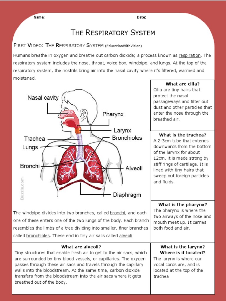 respiratory system - answer key | Respiratory System | Lung