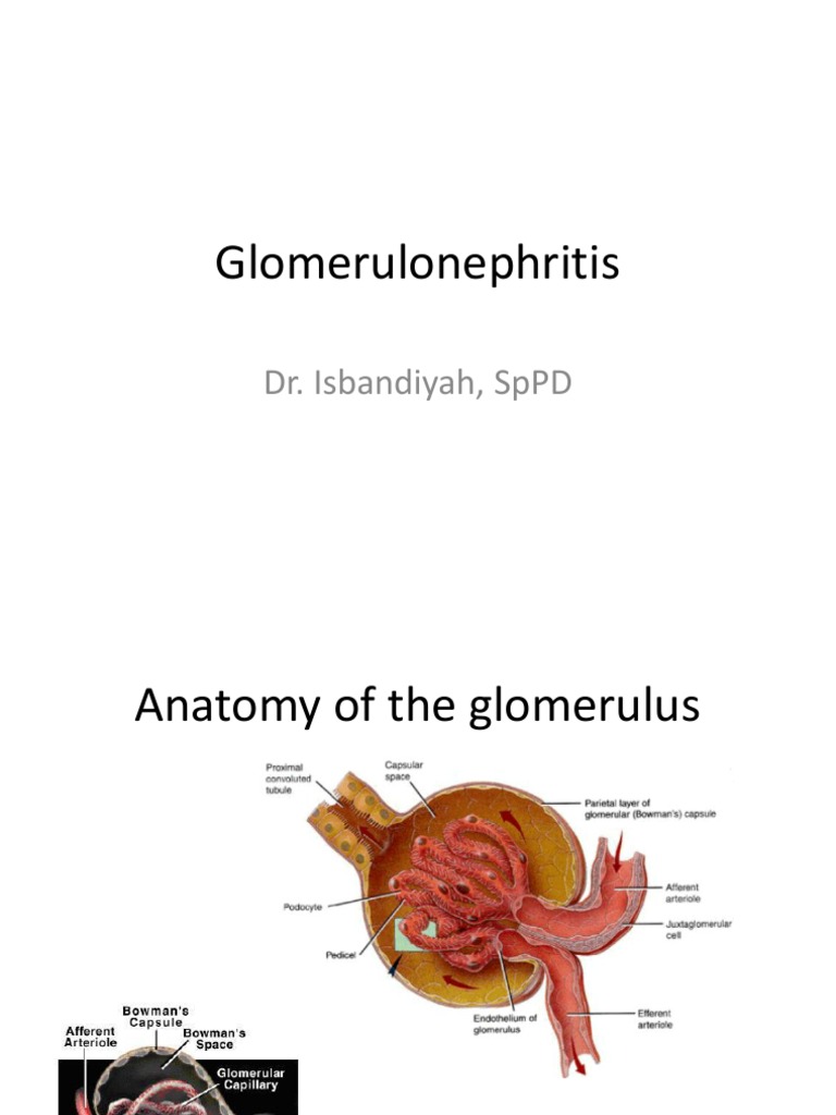 Glomerulonephritis | PDF | Nephrology | Kidney