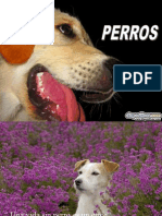 Perros Diapositivas