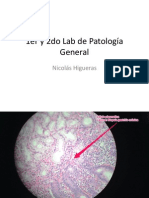 1er y 2do Lab de PatologÃ A General