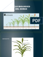 Ciclo Biologico Del Sorgo