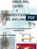 Aplomos Del Equino