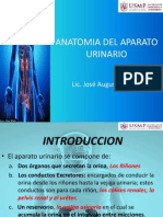 Anatomia Del Aparato Urinario