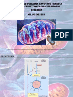 Glucolisis PDF