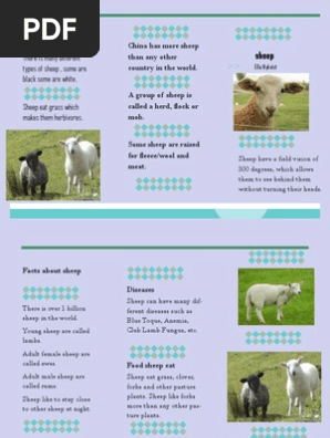 sheep