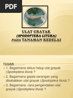 Download Ulat grayak Spodoptera liturapptx by MOH ANAM FATHONI SN221367820 doc pdf