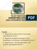 Ulat Grayak (Spodoptera Litura)