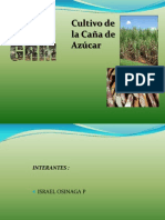 Caña de Azucar PDF