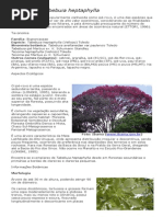 Tabebuia heptaphylla (Ipê-Roxo).pdf