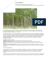 Seringueira - Hevea Brasiliensis PDF