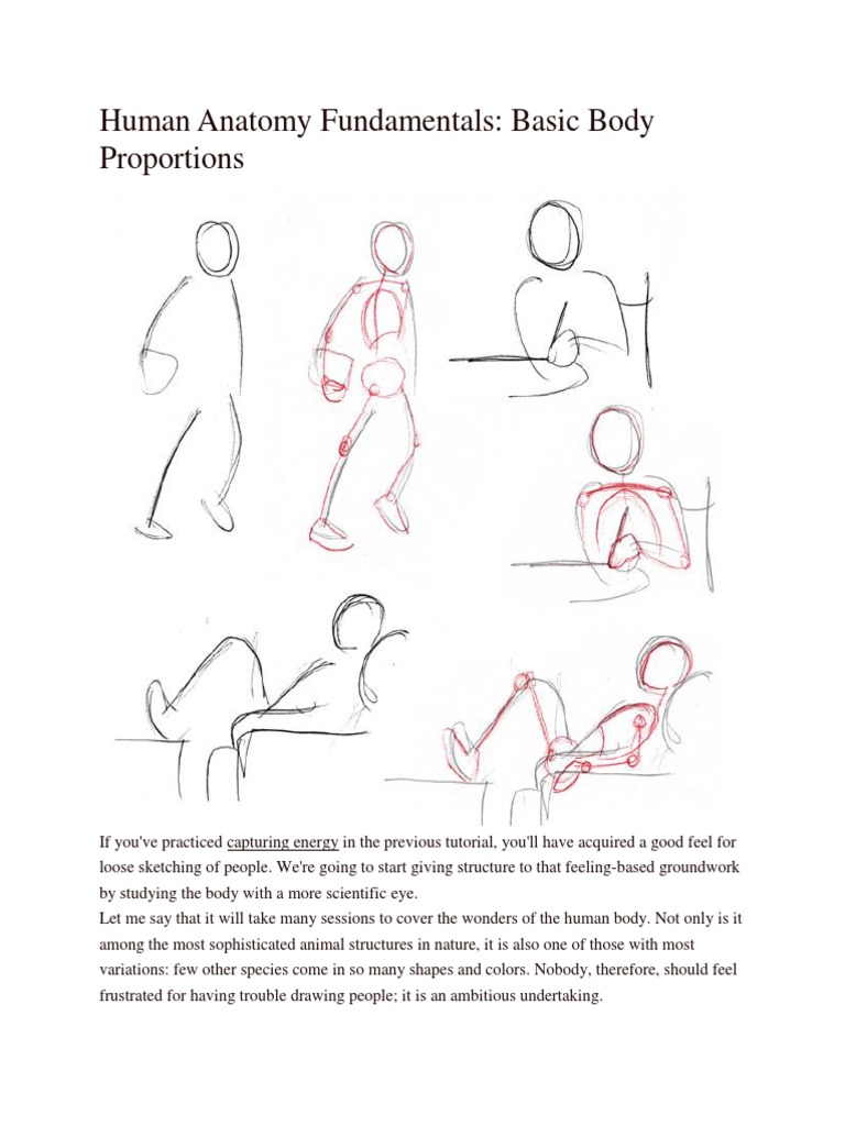 Human Anatomy Fundamentals: Advanced Body Proportions