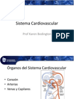 Sistema Cardiovascular Oresentacio N
