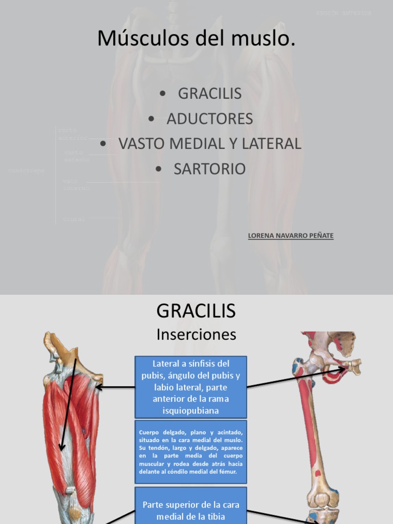 Músculos Mediales del Muslo | PDF | Articulaciones | Anatomía del ...