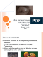 Anatomía e Histología Del Ojo (Visión)