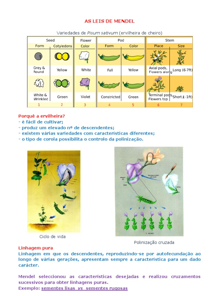 De Acordo Com As Leis De Mendel Individuos Com Genotipo