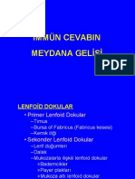 Lenfoid Dokular