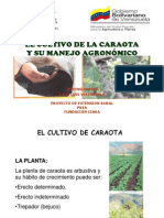 El Cultivo de CARAOTA