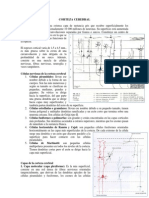 Corteza Cerebral