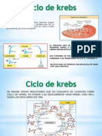 Ciclo de Krebs