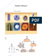 Principles of Biology II: Review - Final Exam