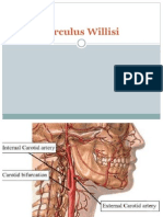 Circulus Willisi