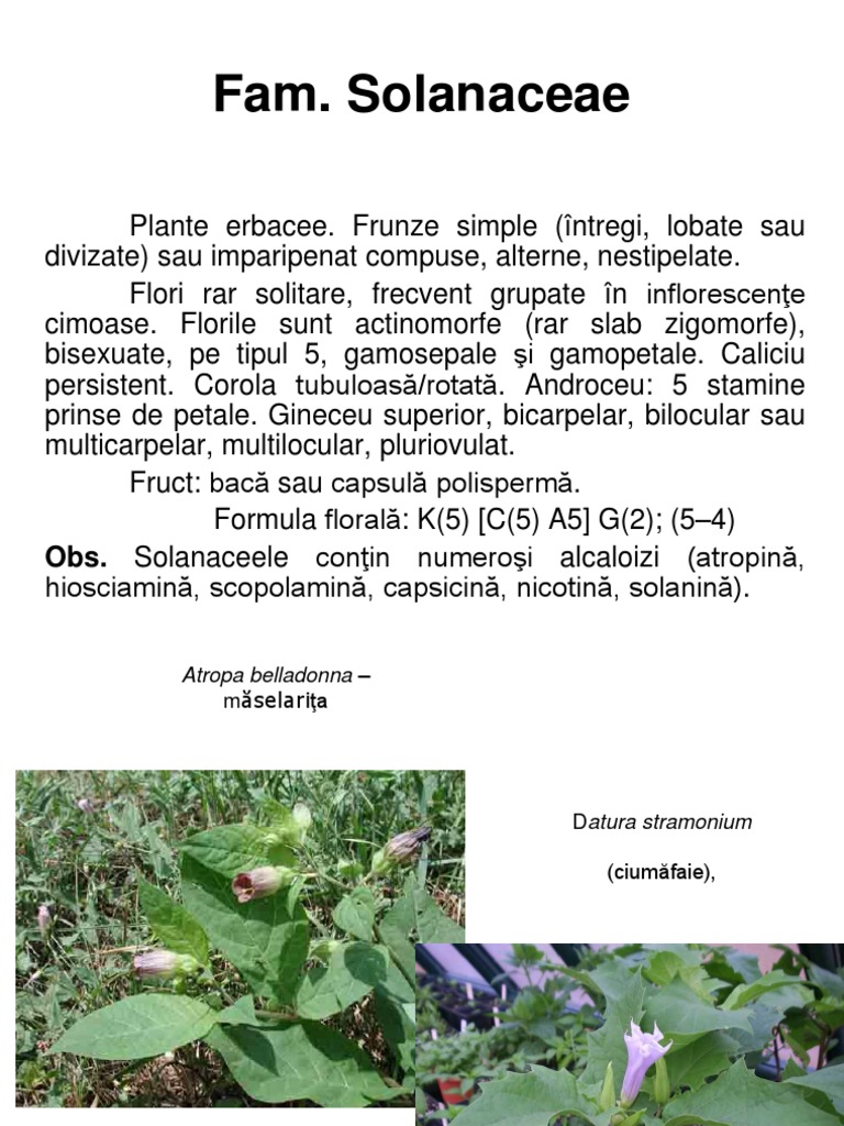 Solanaceae | PDF