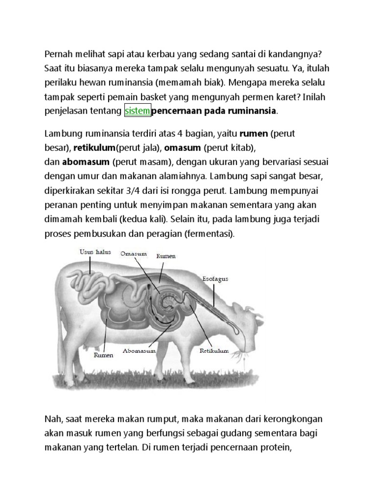 5000 Koleksi Gambar Lambung Hewan Ruminansia Gratis Terbaru Gambar Hewan