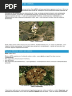 Cobras - Ficha do Réptil - Como funcionam as cobras.pdf