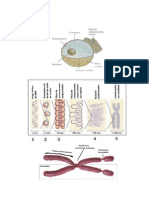 Núcleo Cromossomos e Ác Nucleicos