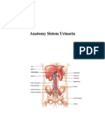 Anatomy Sistem Urinaria