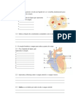 129565634 Ficha Avaliacao 6º Ano Sistema Circulatorio e Respiracao Celular PDF (1)