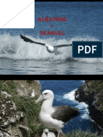 albatros and seaugull