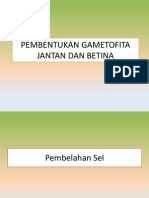 Pembentukan Gametofita Jantan Dan Betina