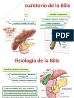 Sistema biliar: conductos, funciones y componentes