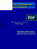 Anatomía y Fisiología Del Nervio Periferico