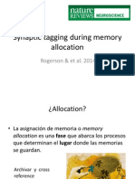 Synaptic tagging during memory allocation