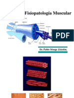 musculo.ppt