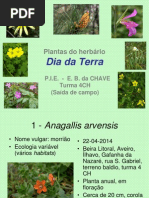 Plantas Do Herbario - Saída de Campo - Dia Da Terra
