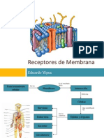 Presentacion Receptores de Membrana