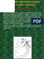 12.dezvoltarea Aparatului Locomotor - Dezvoltarea Scheletului, Craniului, Scheletului Axial, Membre