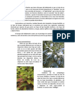 Laurisilva Blog PDF