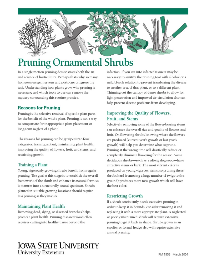 Ornamental Shrub Pruning Guide | PDF