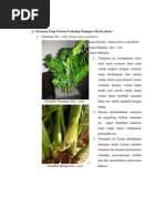 Download Tanaman Yang Toleran Terhadap Naungan by Annissa Ilmia Paramitha Siregar SN222459302 doc pdf