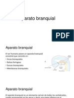 Aparato Branquial