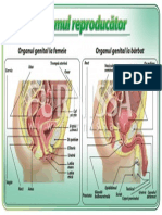 Planse - Functia de Reproducere