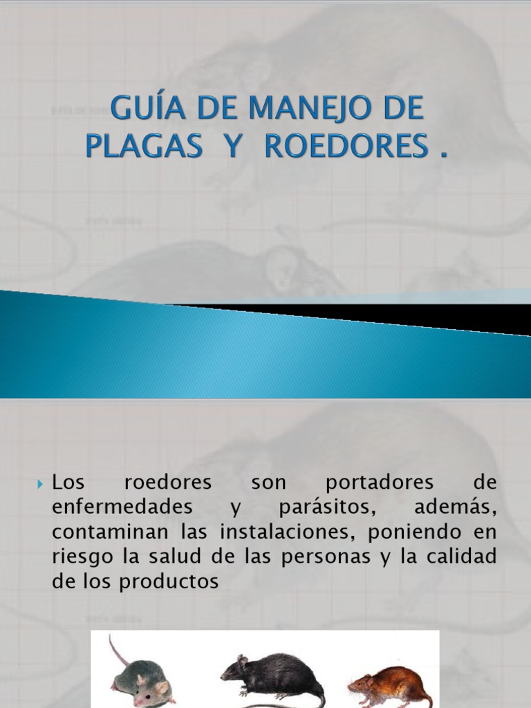 Guía de Manejo de Plagas y | PDF | Rata | Roedor