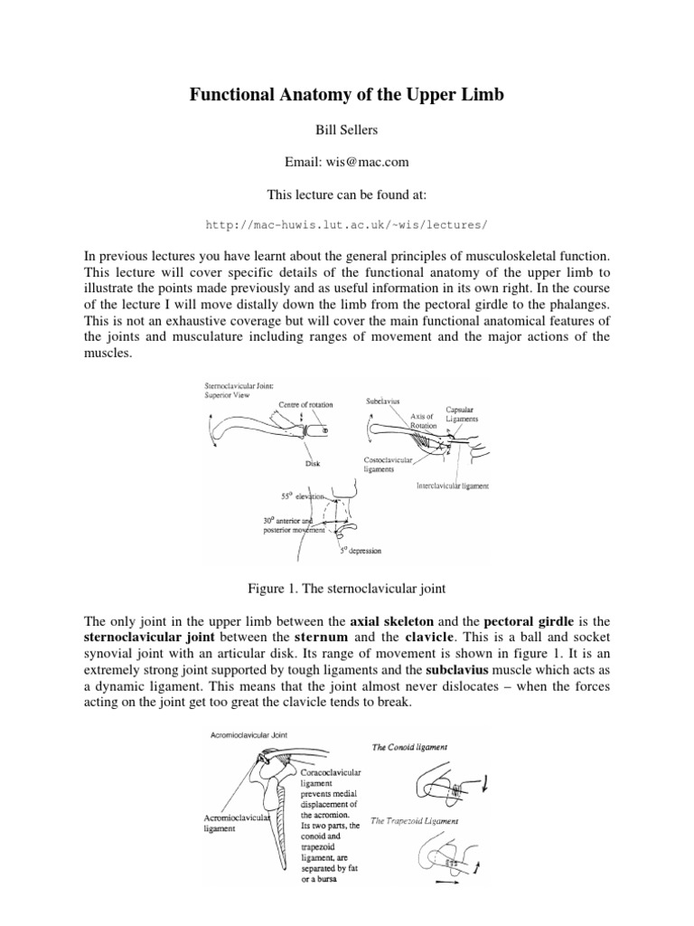 Upper Limb | PDF
