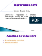 4 - Amebas de Vida Libre, Flagelados y Ciliados