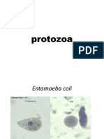 protozoa 